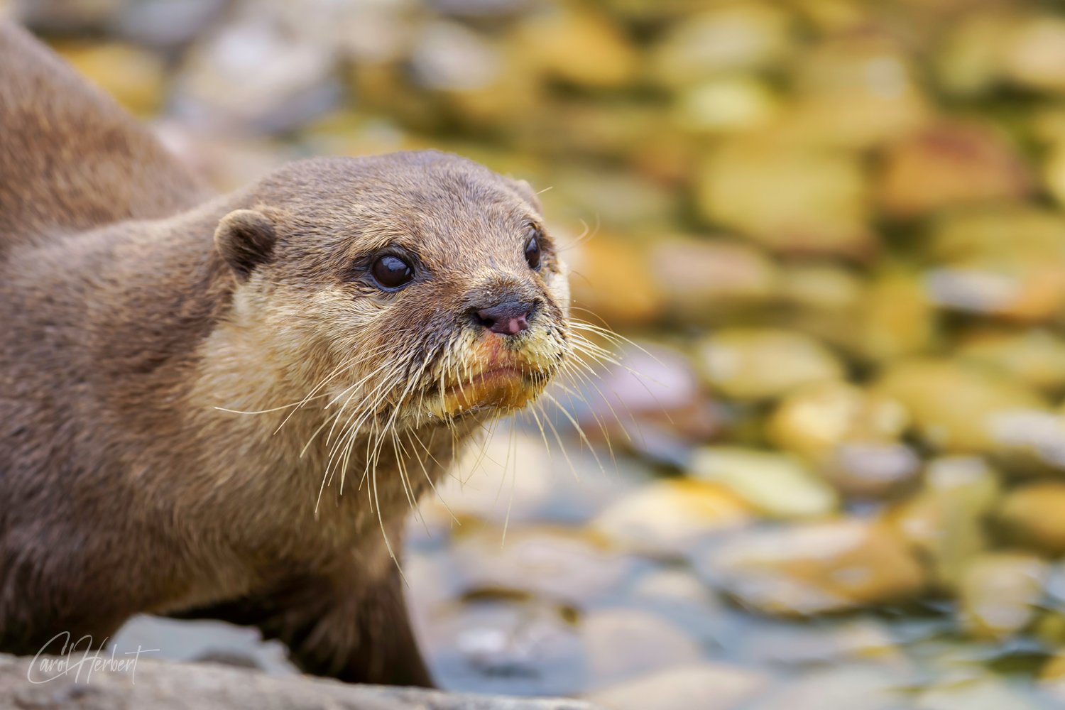 Close up of the head of an otter
