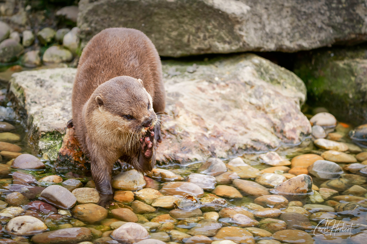 An Otter Fishing