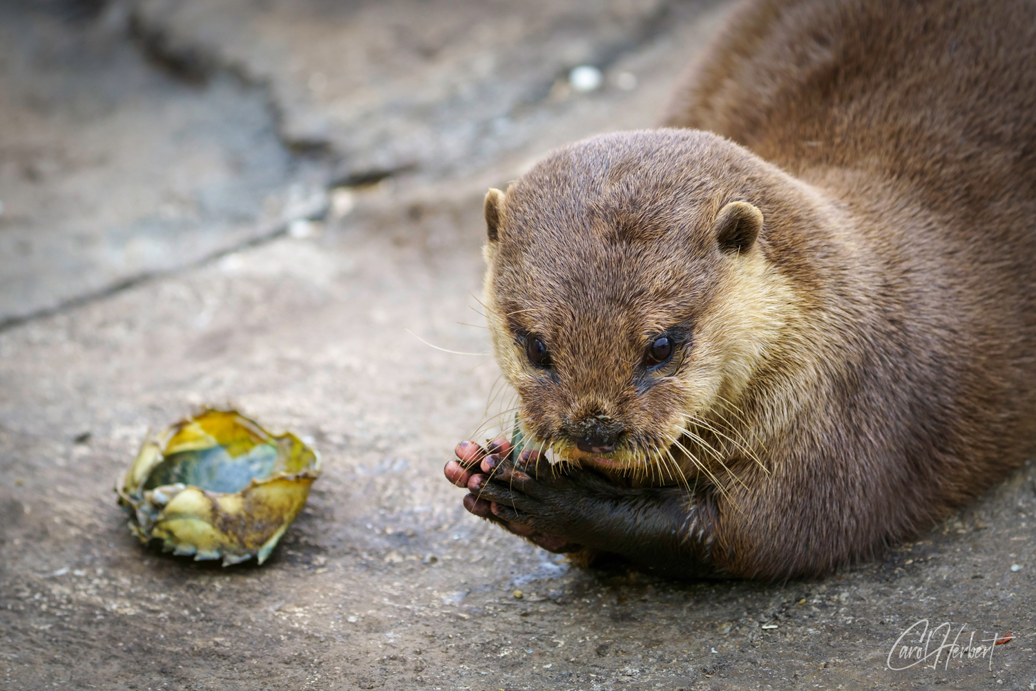 An Otter Eating Crab