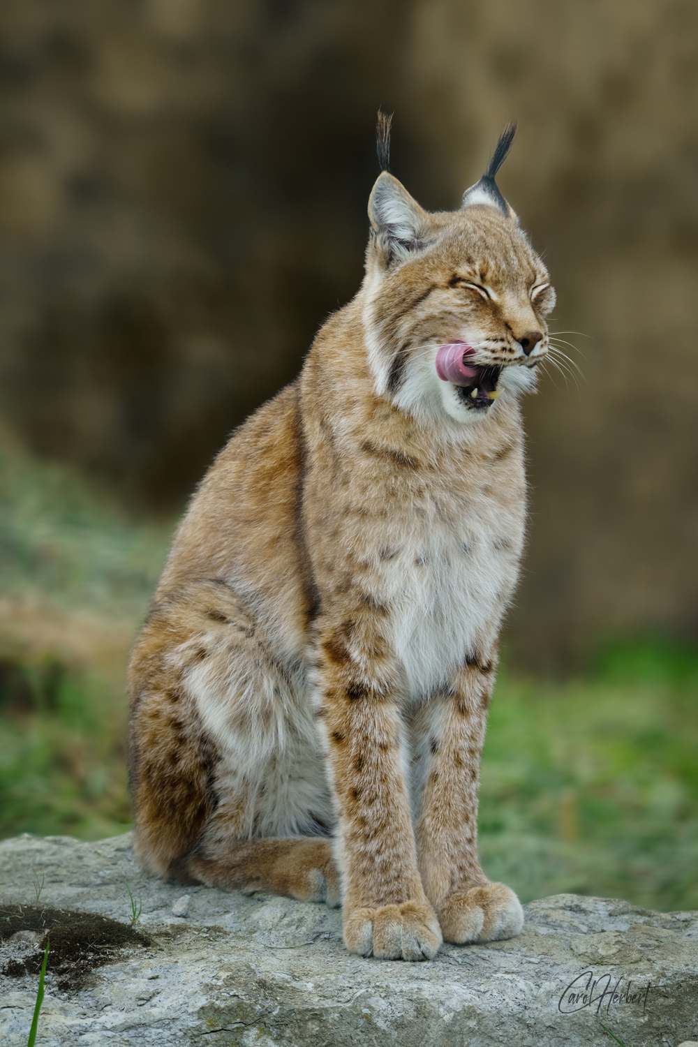 A Siberian Lynx licking its lips