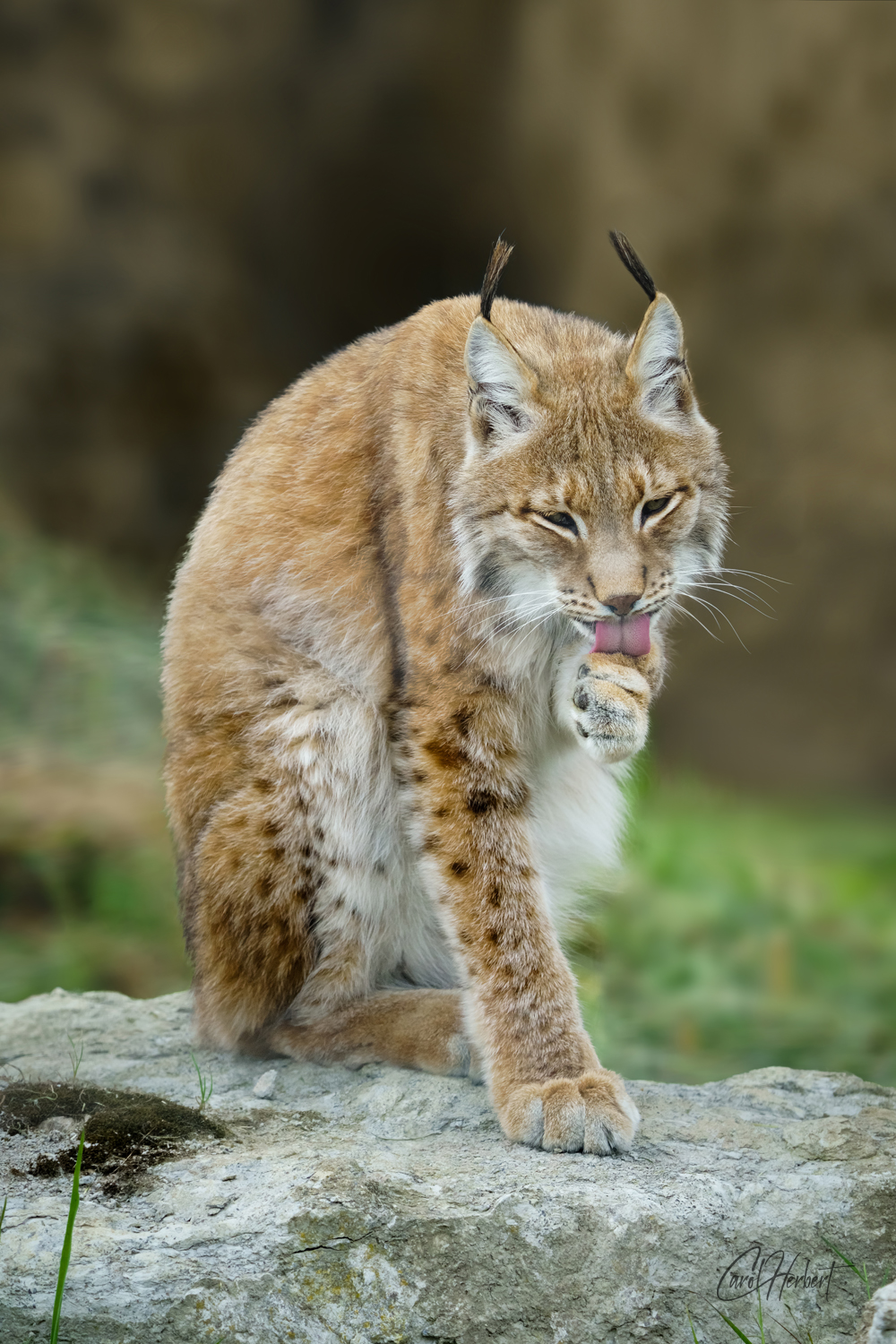 A Siberian Lynx licking its paw