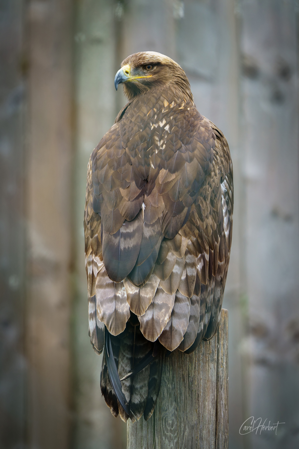A Steppe Eagle