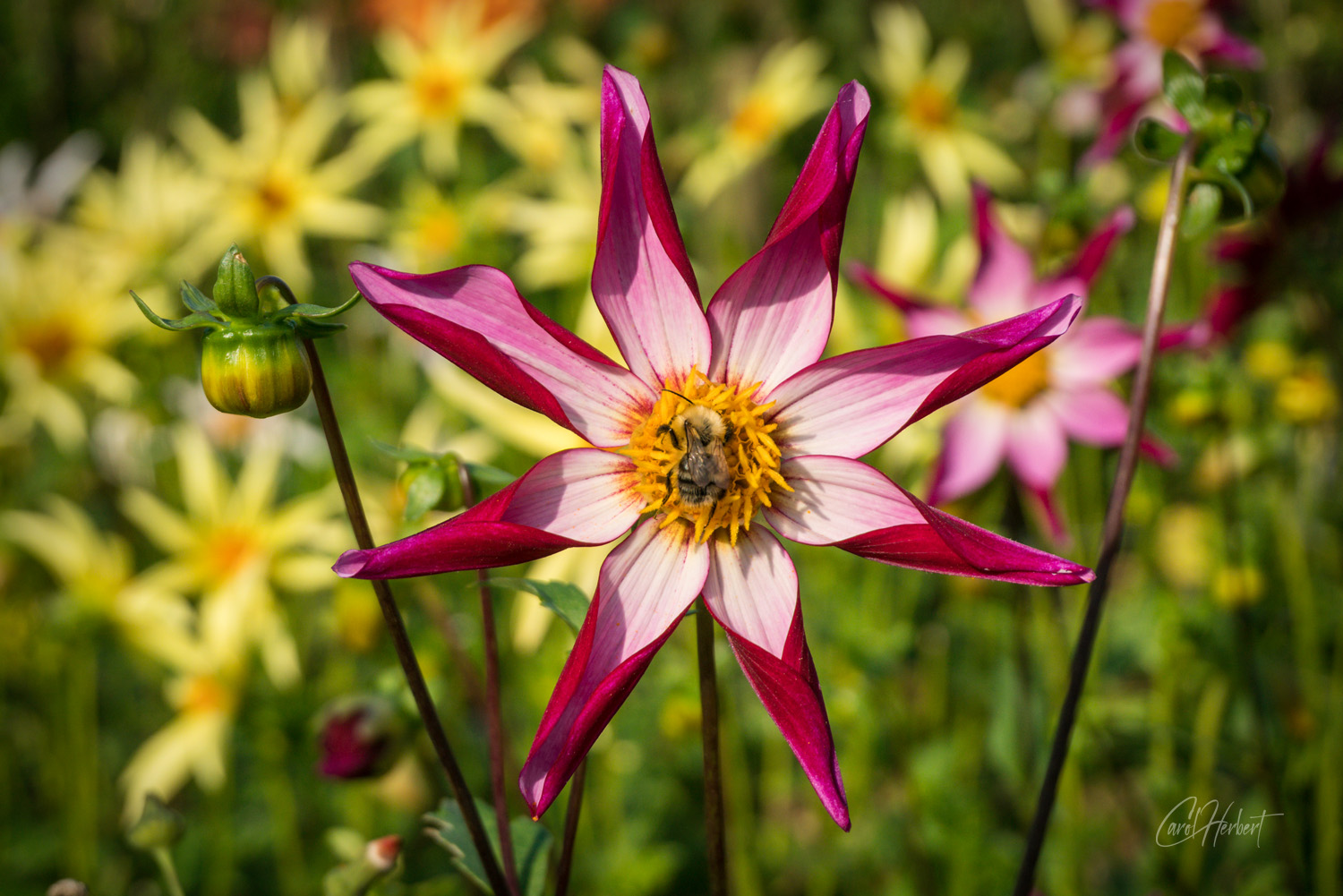 Alpen Chips Dahlia and Bee
