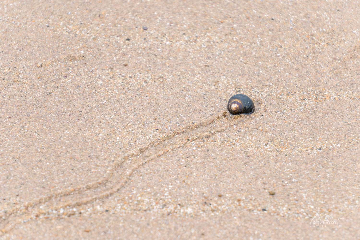 Snail on a Beach