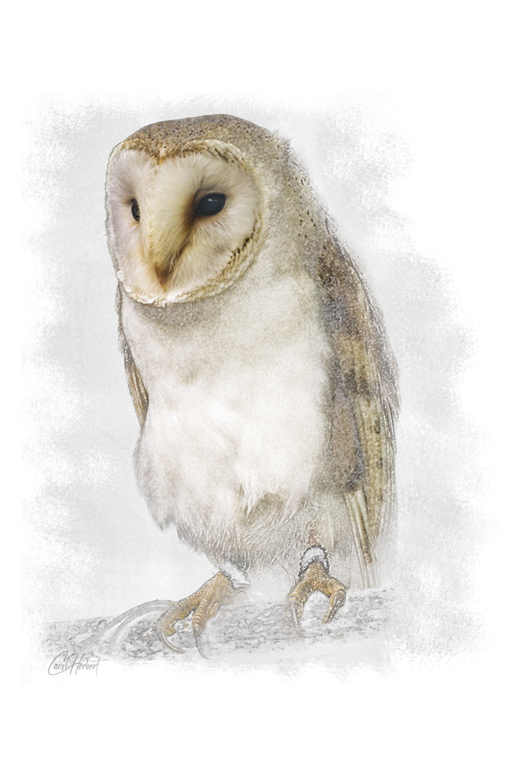 Drawing of a Barn Owl 