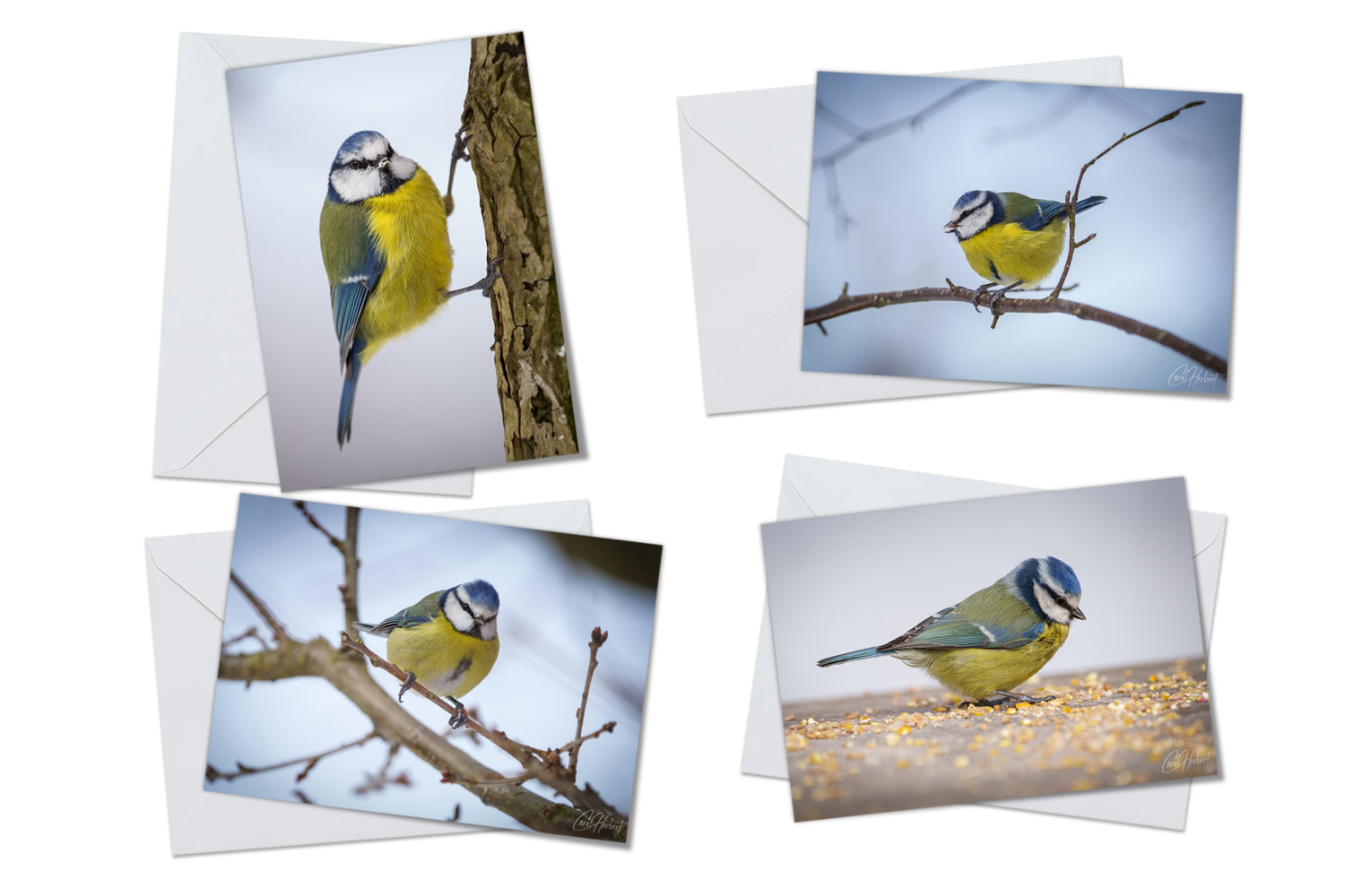 Blue Tits Greeting Cards Packs