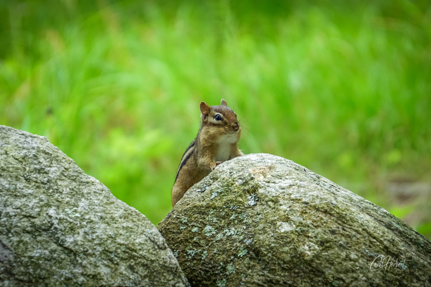 A chipmonk peeking over a rock