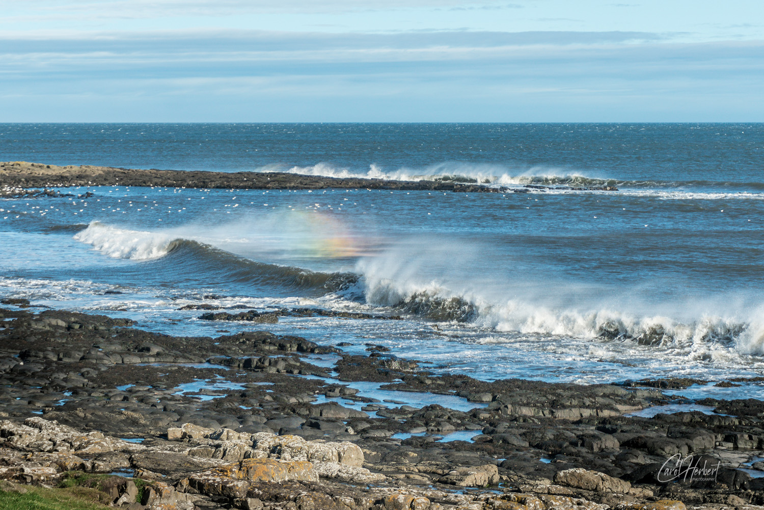 Windswept Sea Northumberland