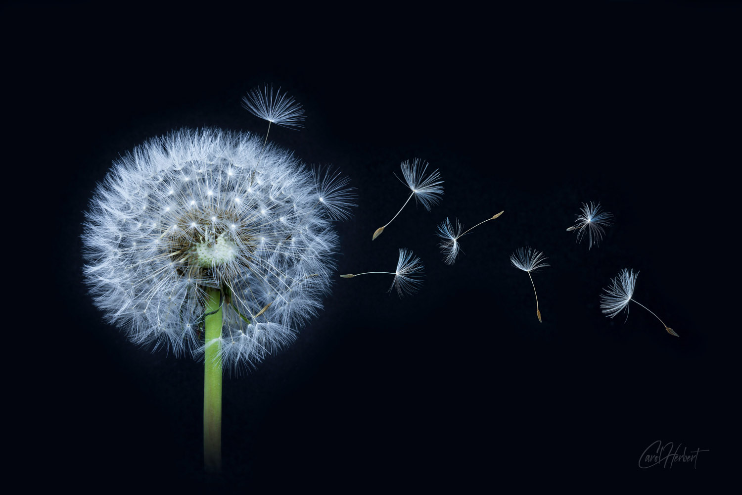 Dandelion Clock