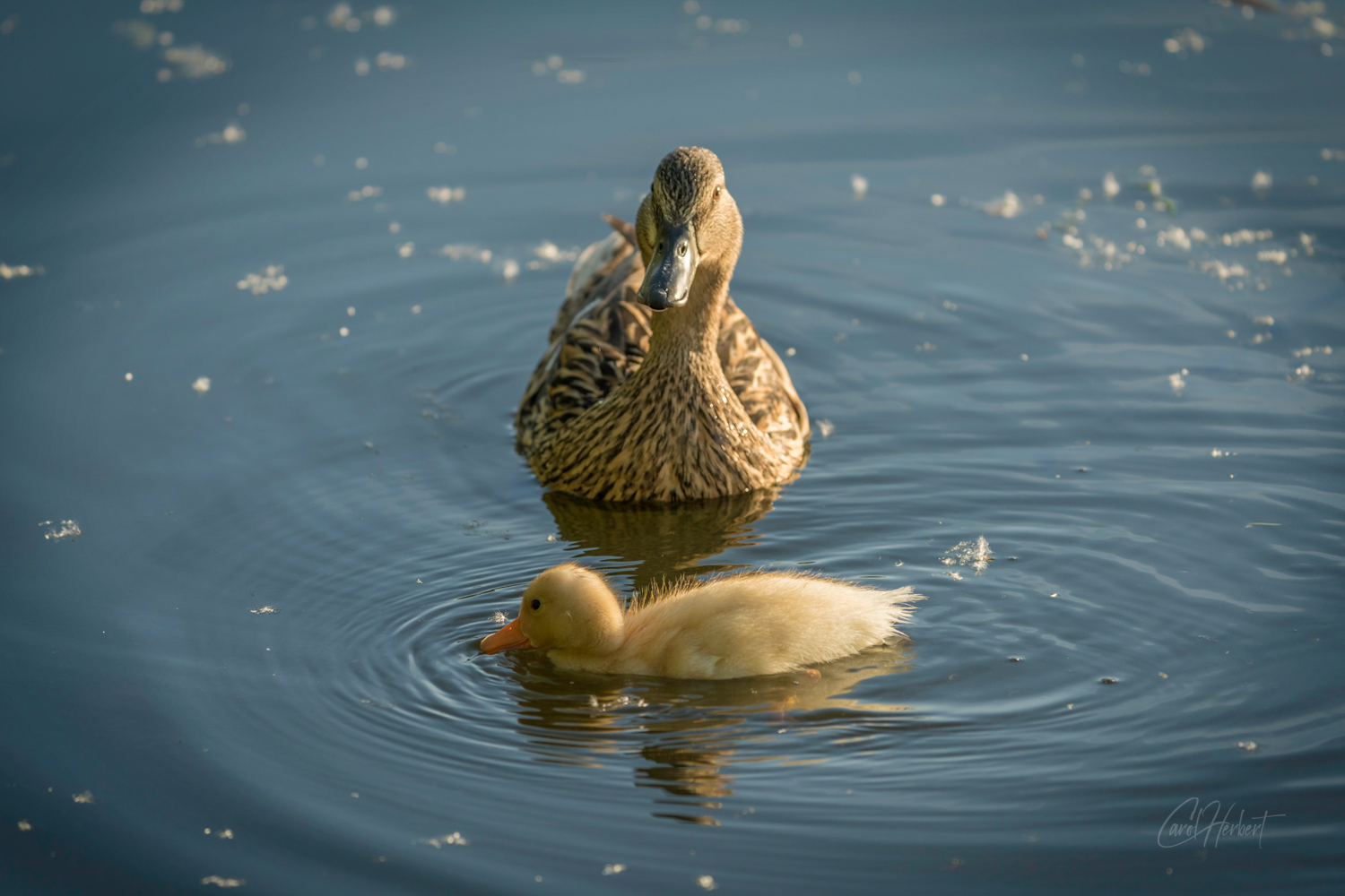 Photograph of a mother duck and her duckling