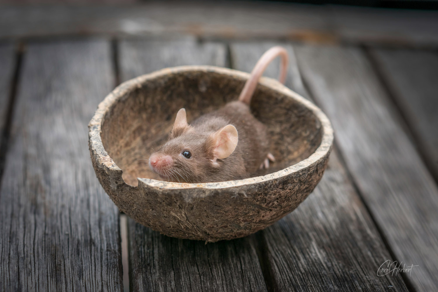 A brown fancy mouse in a coconut shell