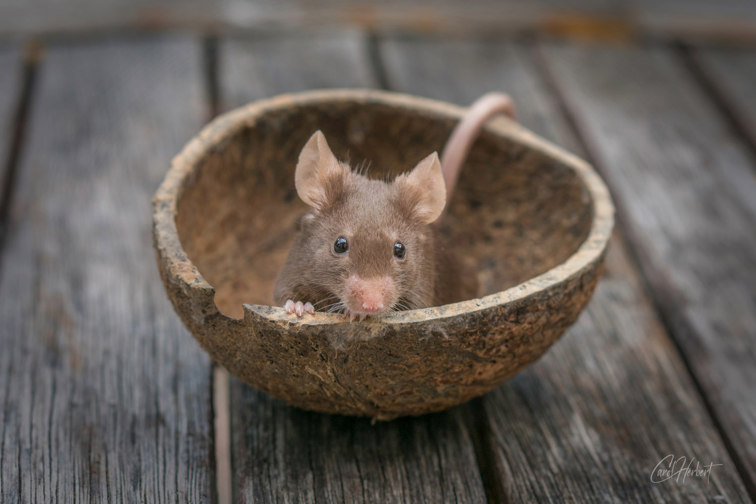 A brown fancy mouse in a coconut shell