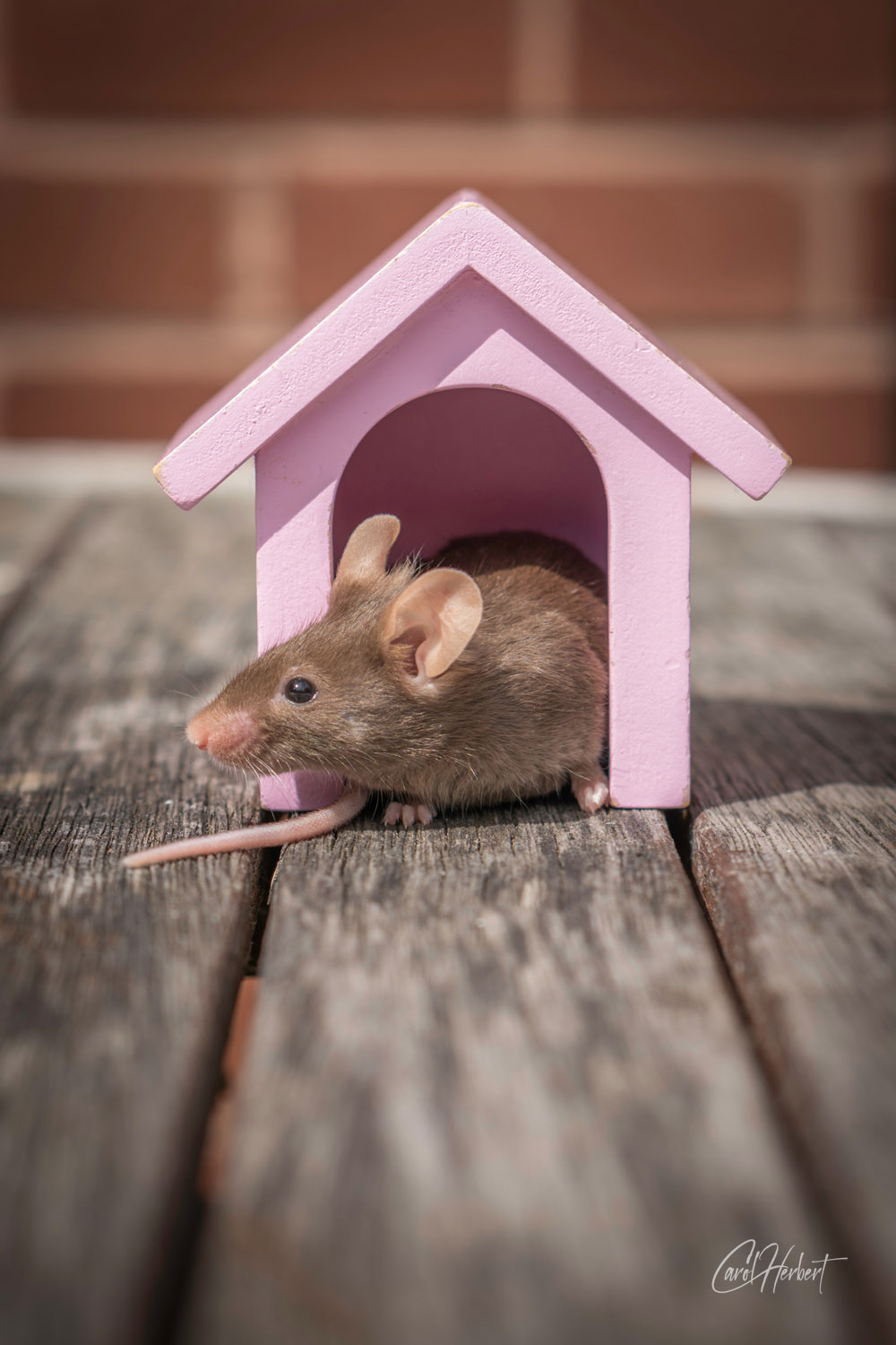 A brown fancy mouse in a pink toy dog house