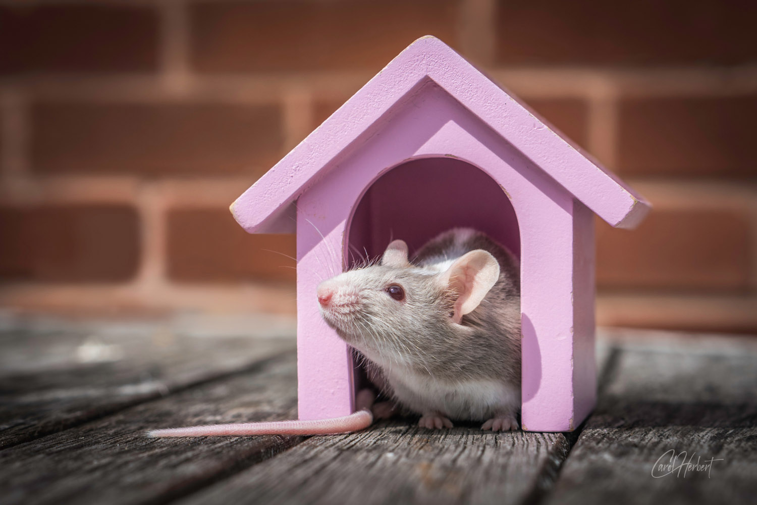 A grey and white fancy mouse in a pink toy dog house