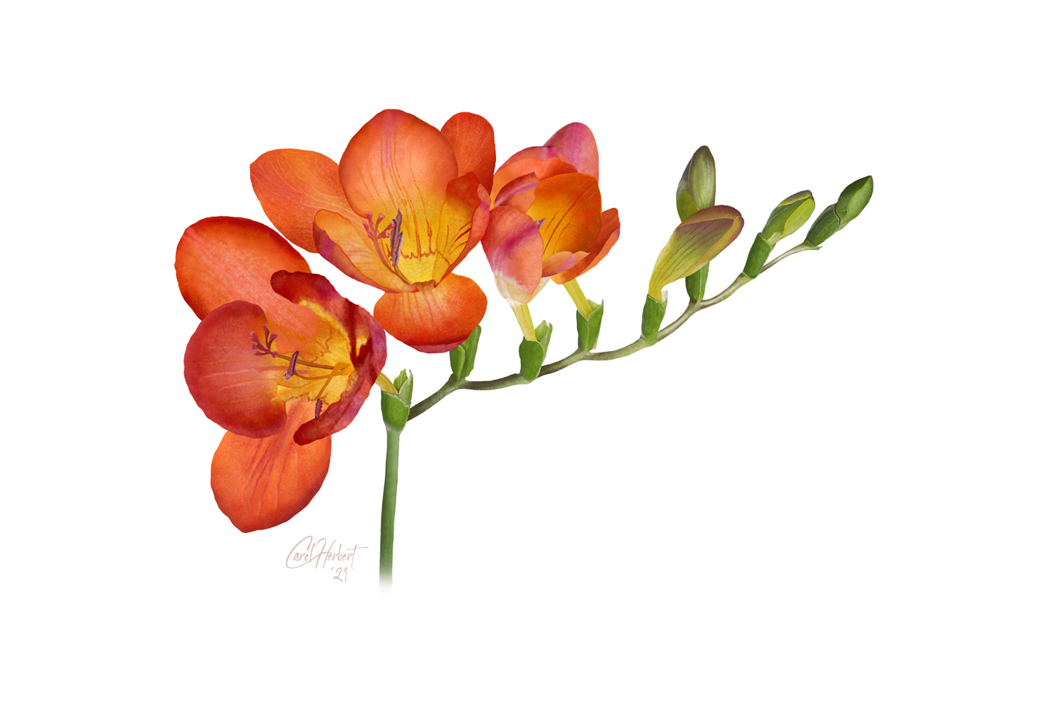 Drawing of a single Freesia flower stem