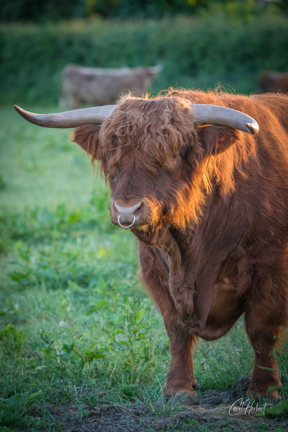 Highland Cow