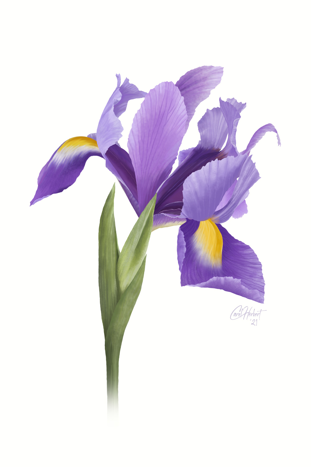 Drawing of a single Iris Flower