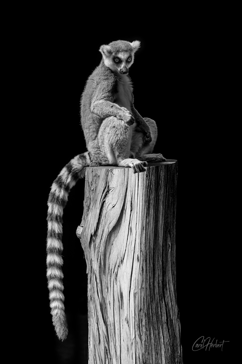 Photograph of a Lemur sitting on a tree stump