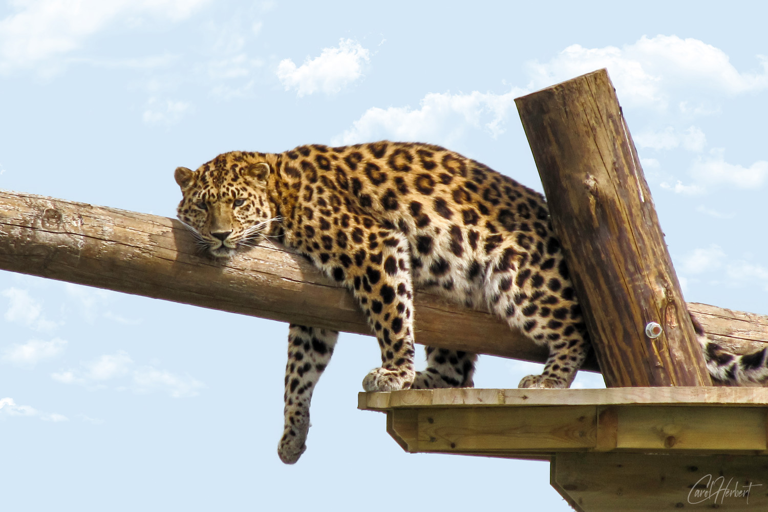 Photograph of a relaxing leopard