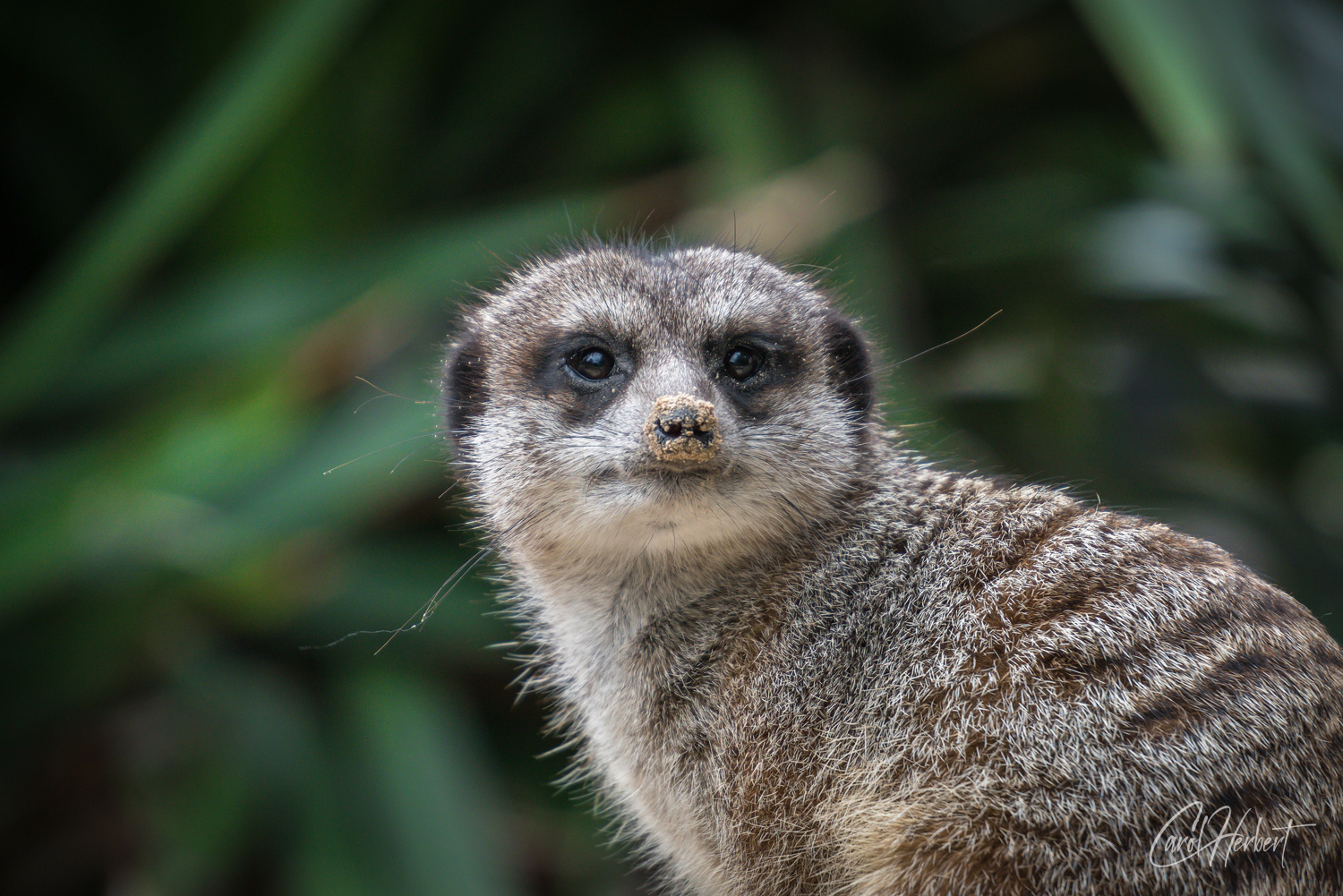Close up photograph of a Meerkat looking at the camera