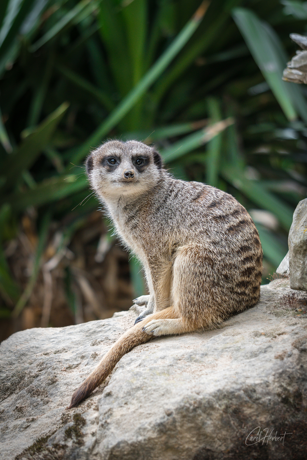 Meerkat sitting on a rock
