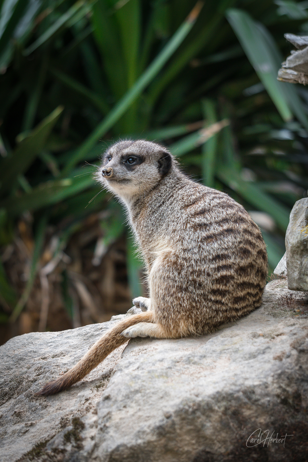 Meerkat sitting on a rock