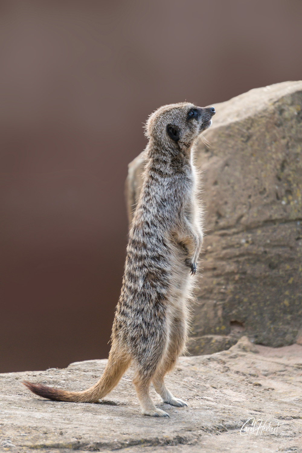 Photograph of a Meerkat