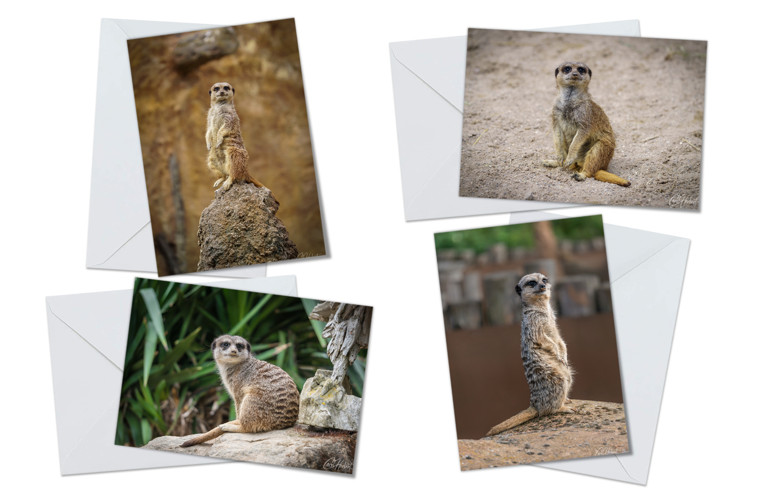 Meerkats Greeting Card Packs