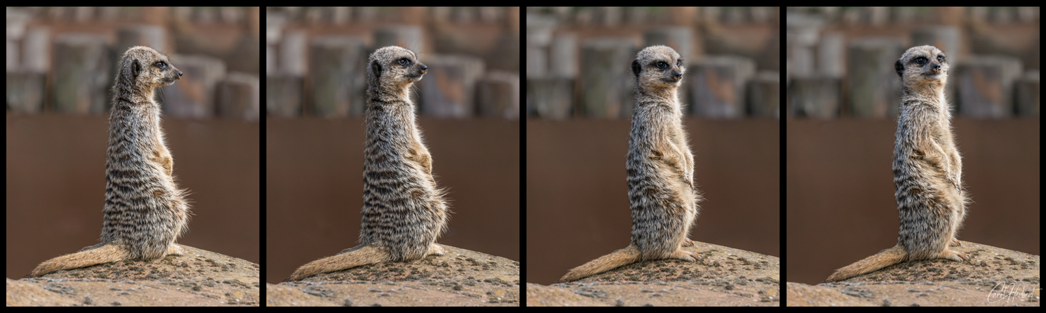 Four Photographs of a Meerkat