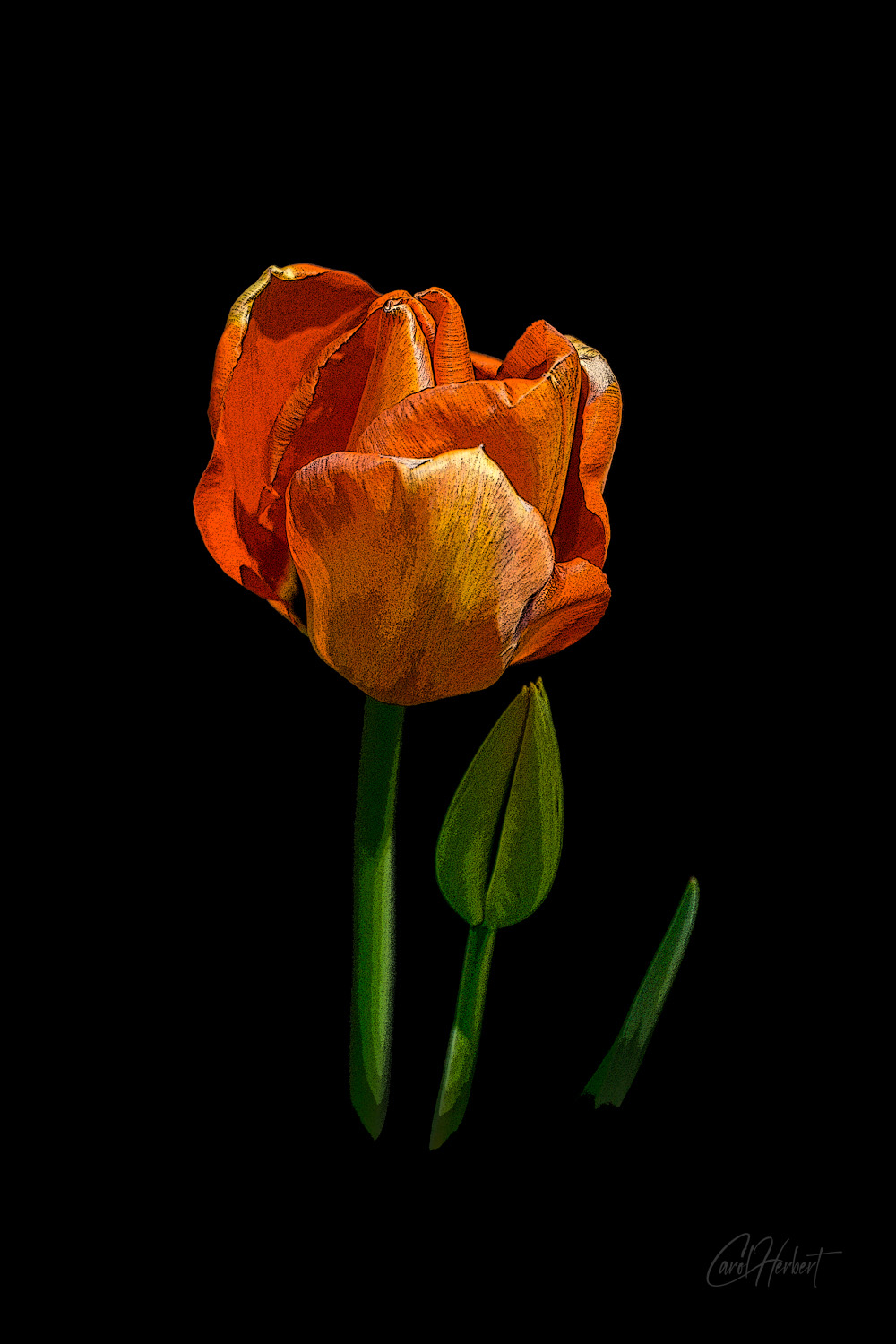 A single orange tulip on a black background in a pop art style