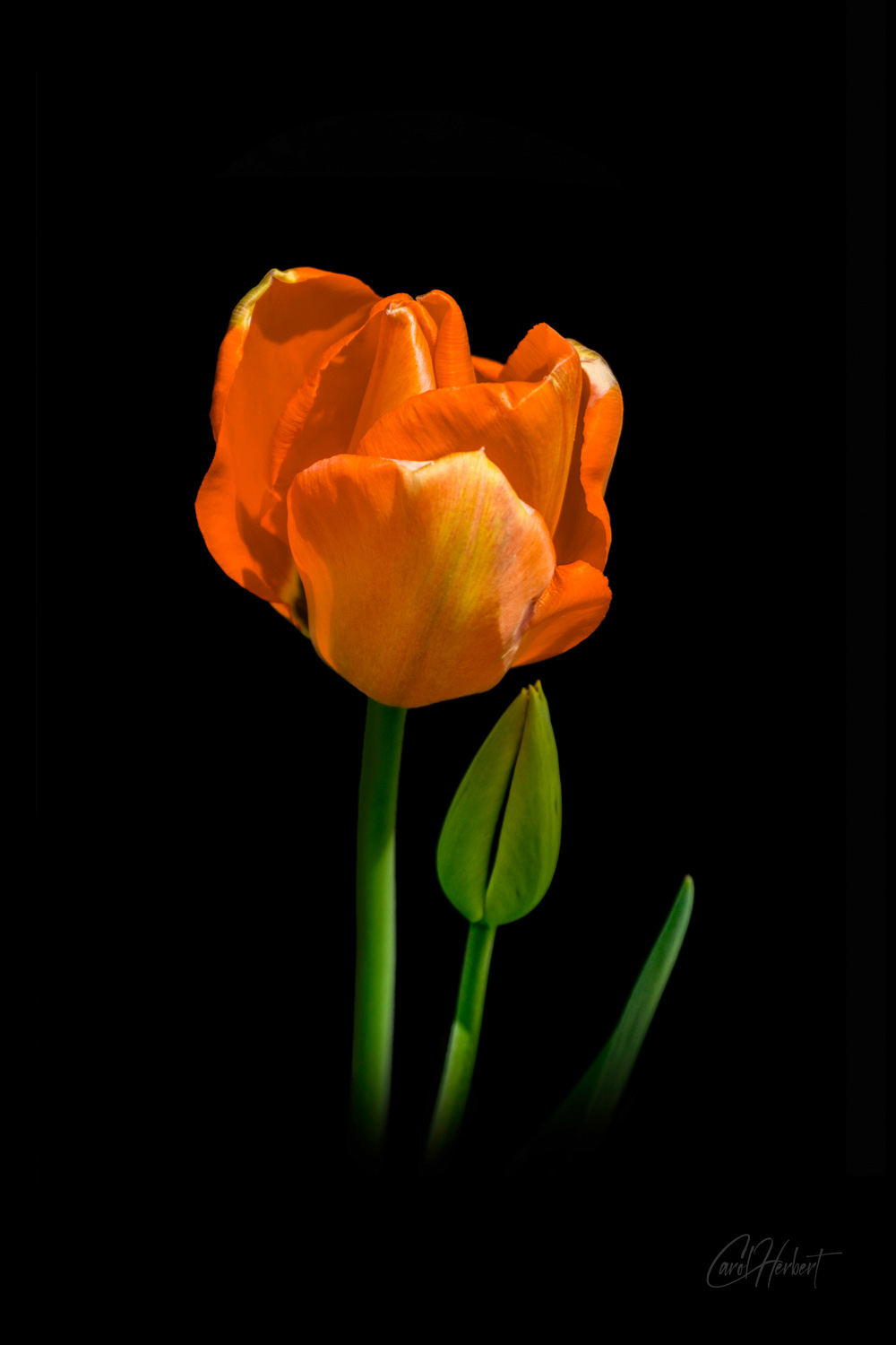 A single orange tulip on a black background