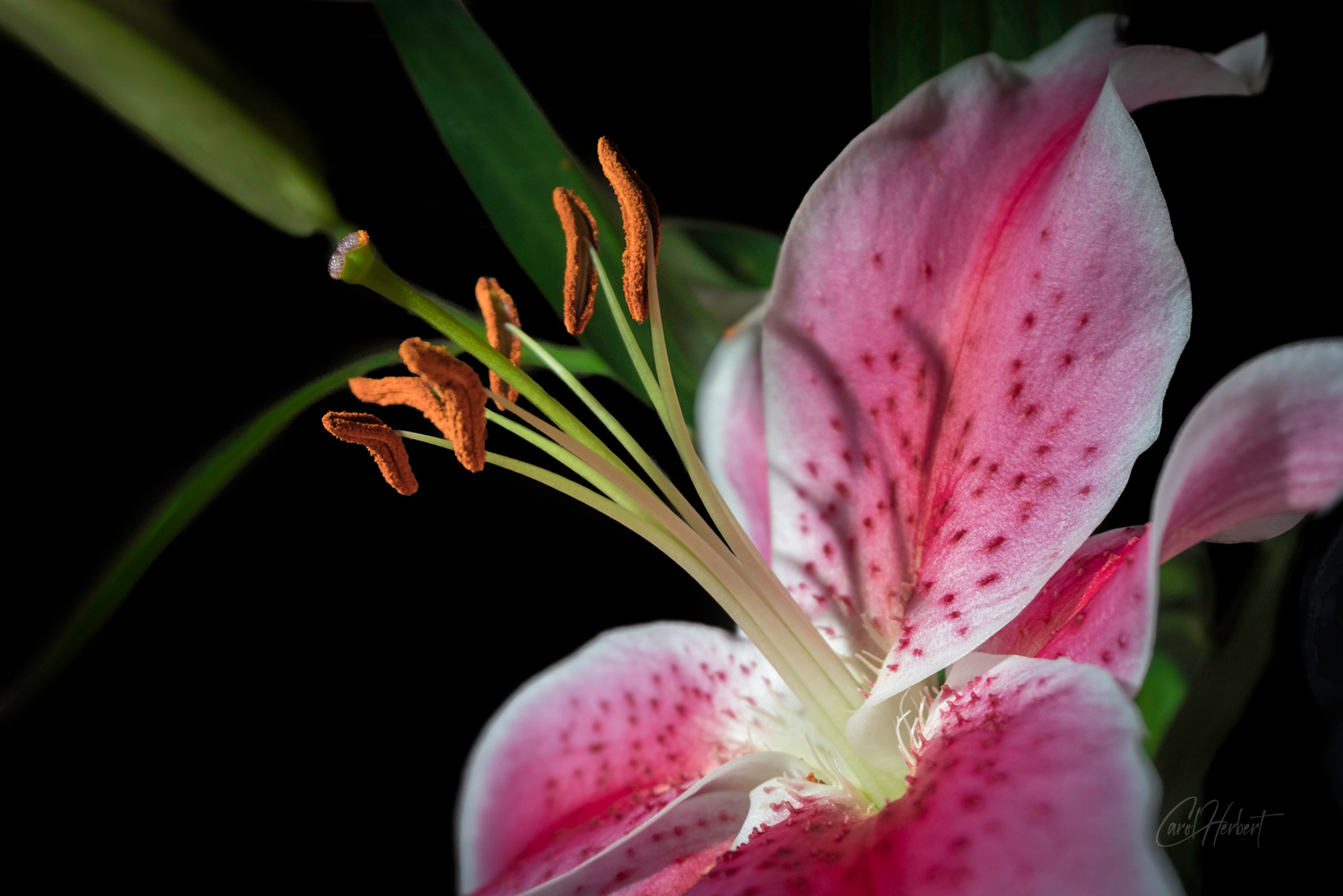 Photograph of a Pink Stargazer Lily