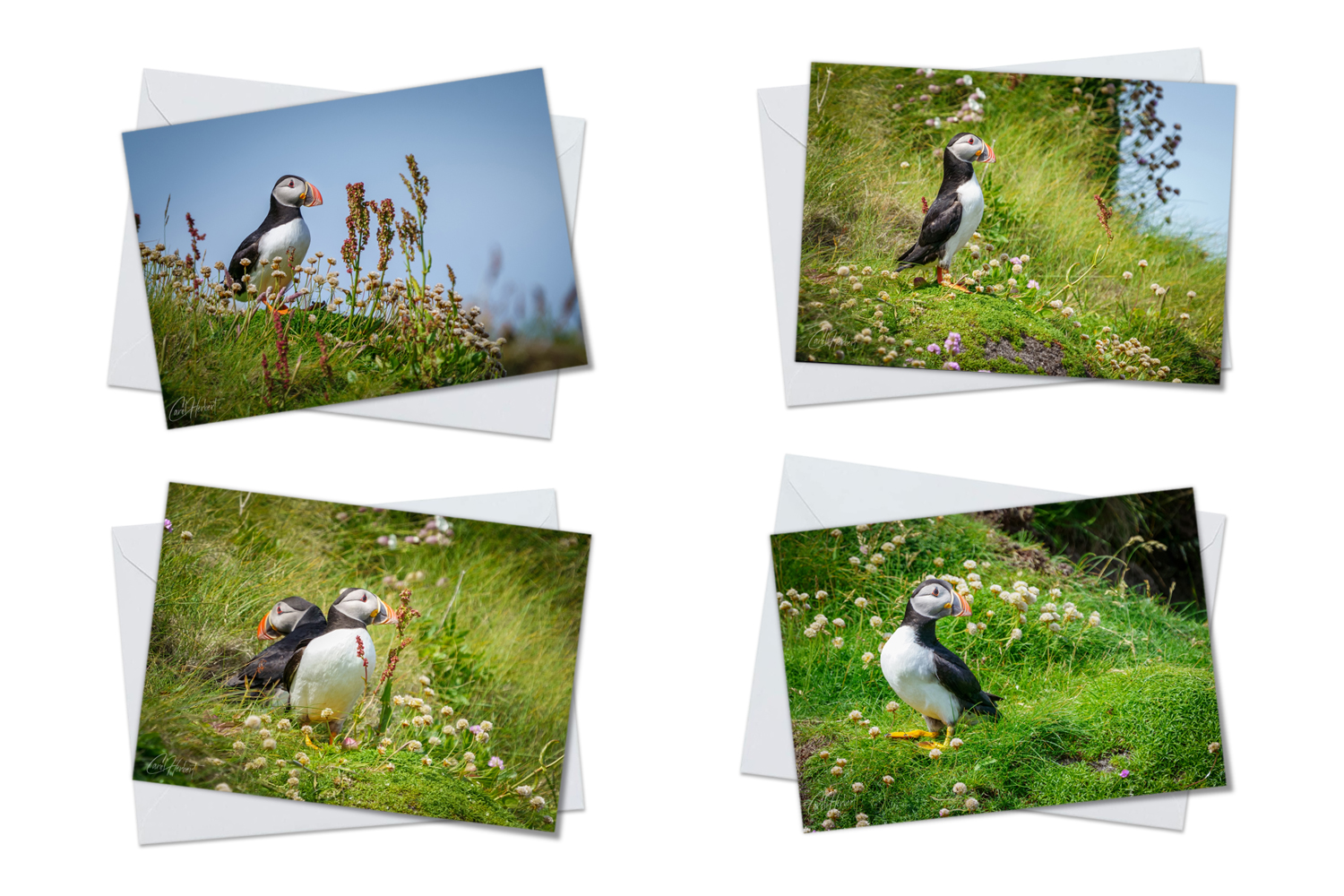 Puffins Greeting Card Packs