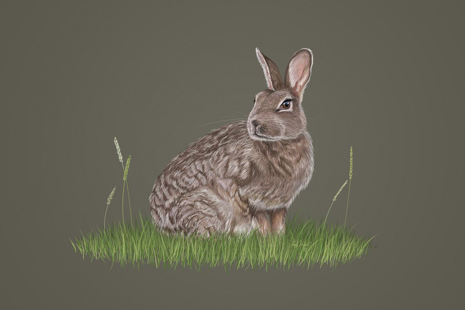 Drawing of a wild rabbit
