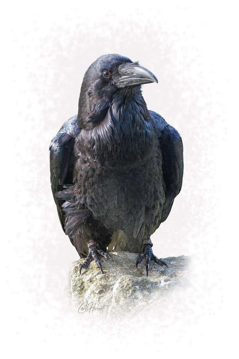 Drawing of a Raven