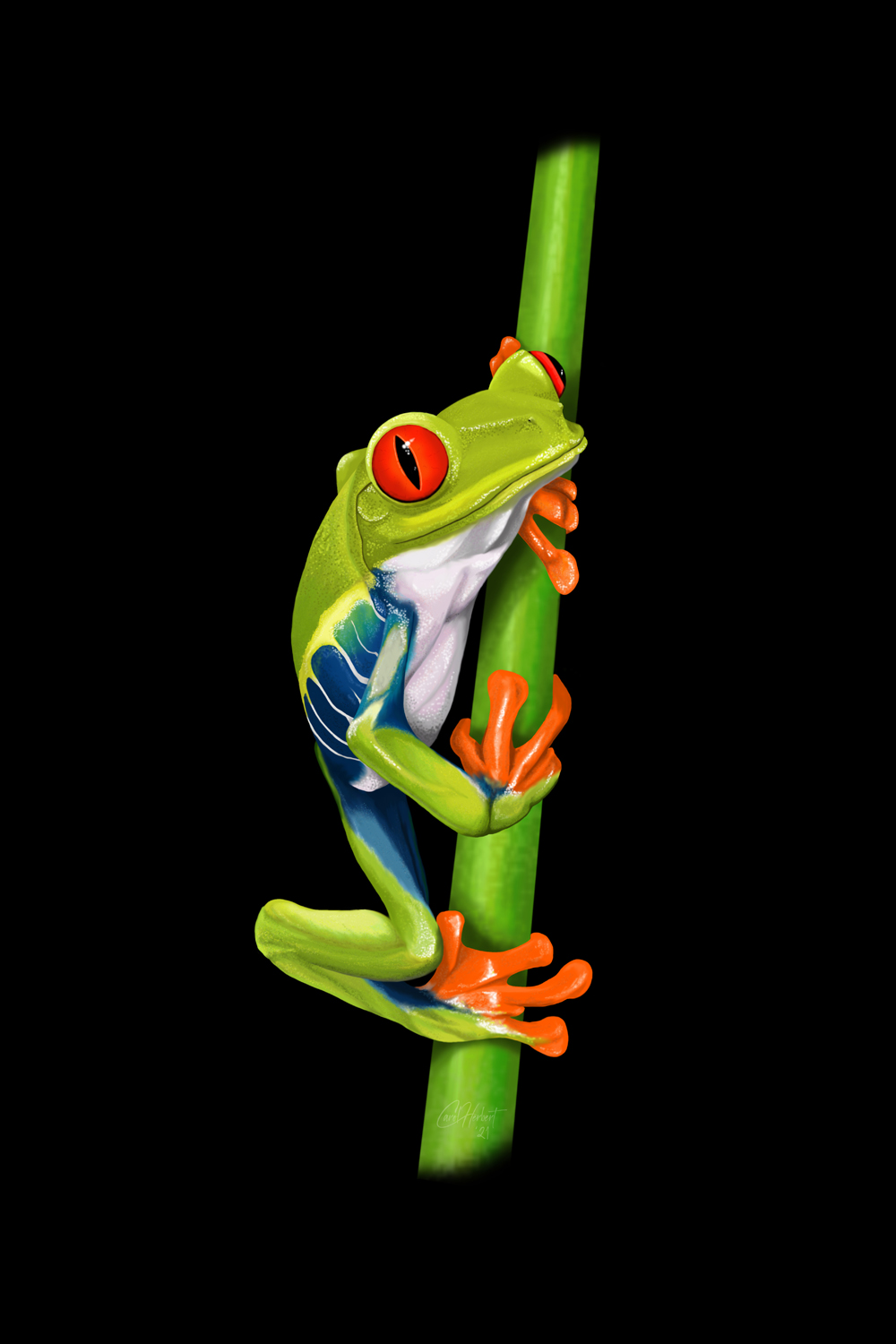 Drawing of a Red-Eyed Tree Frog