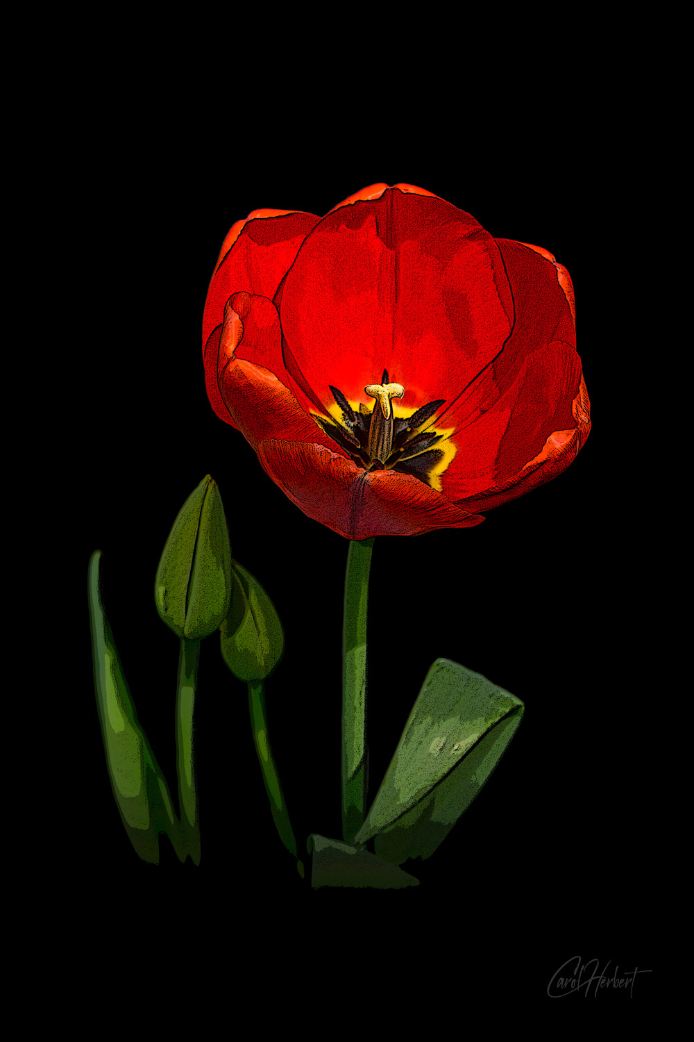 A single red tulip on a black background in a pop art style