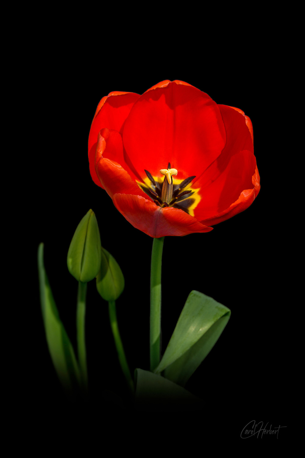 A single red tulip on a black background