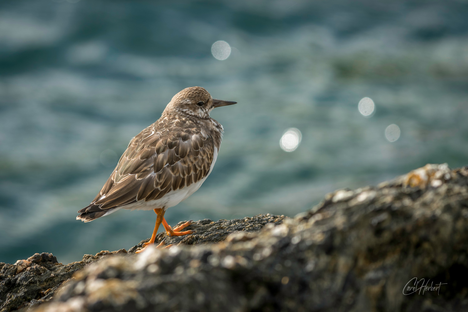 A Ruddy Turnstone