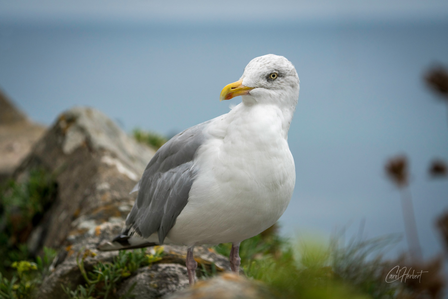 A seagull on a rock looking into the camera