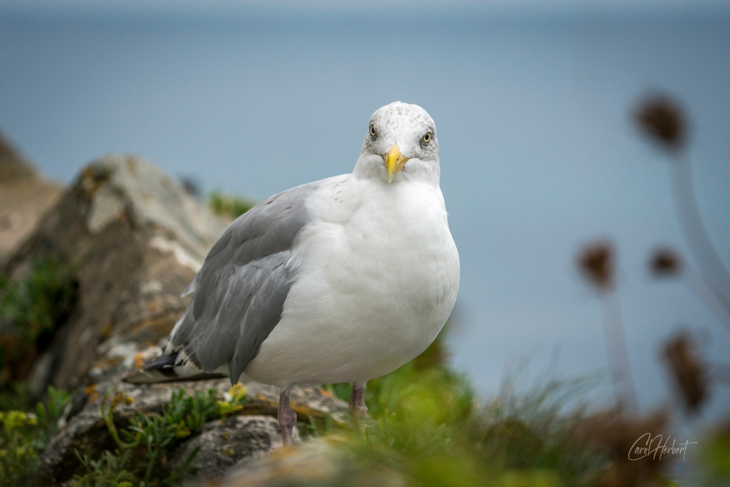 A seagull on a rock looking into the camera