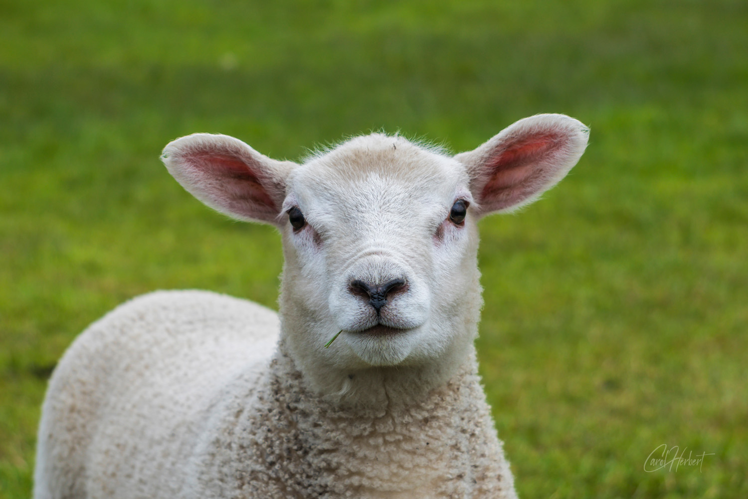 Close up of a lambs head