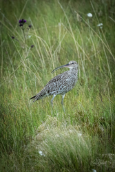 Curlew Canvas Print Options