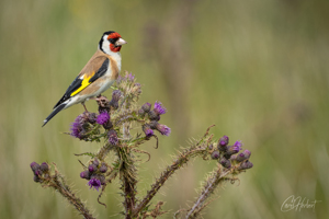 Goldfinch 1 Canvas Print Options