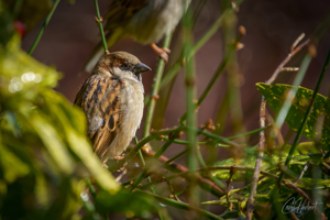 Male House Sparrow Wall Art by Carol Herbert