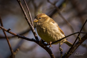 Female House Sparrow Wall Art by Carol Herbert