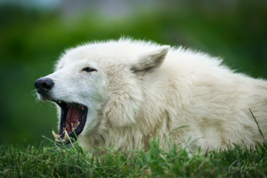 Yawning Hudson Bay Wolf Wall Art by Carol Herbert