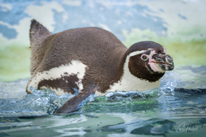 Humboldt Penguin in Water Framed Print Options