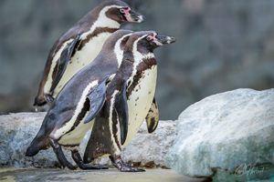 Three Humboldt Penguins Wall Art by Carol Herbert