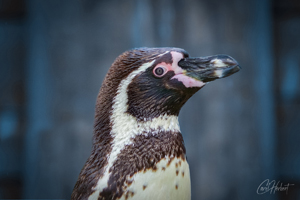 Humboldt Penguin Portrait Wall Art by Carol Herbert